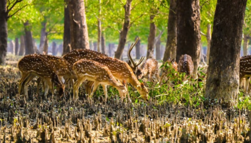 sundarban package