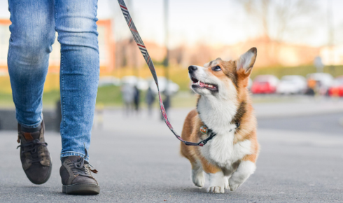 canine manners coaching Scottsdale